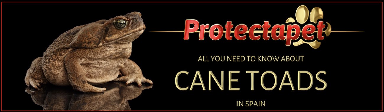 Cane Toad in Spain, Bufo Marinus, everything you need to know about them by Protectapet